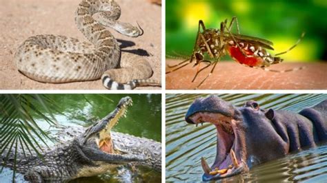 dangerous animals in the philippines|Top 10 Deadliest Animals In The Philippines .